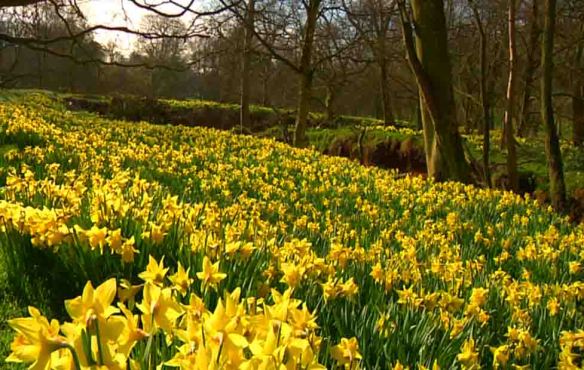 Farndale Daffodil Field